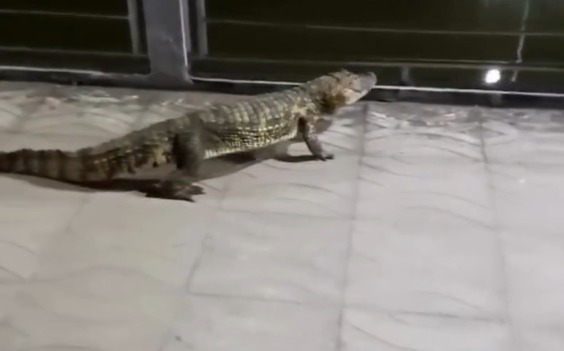 Após ação do MP, Município de Palmeira dos Índios fará trabalho educativo preventivo em relação a jacarés 