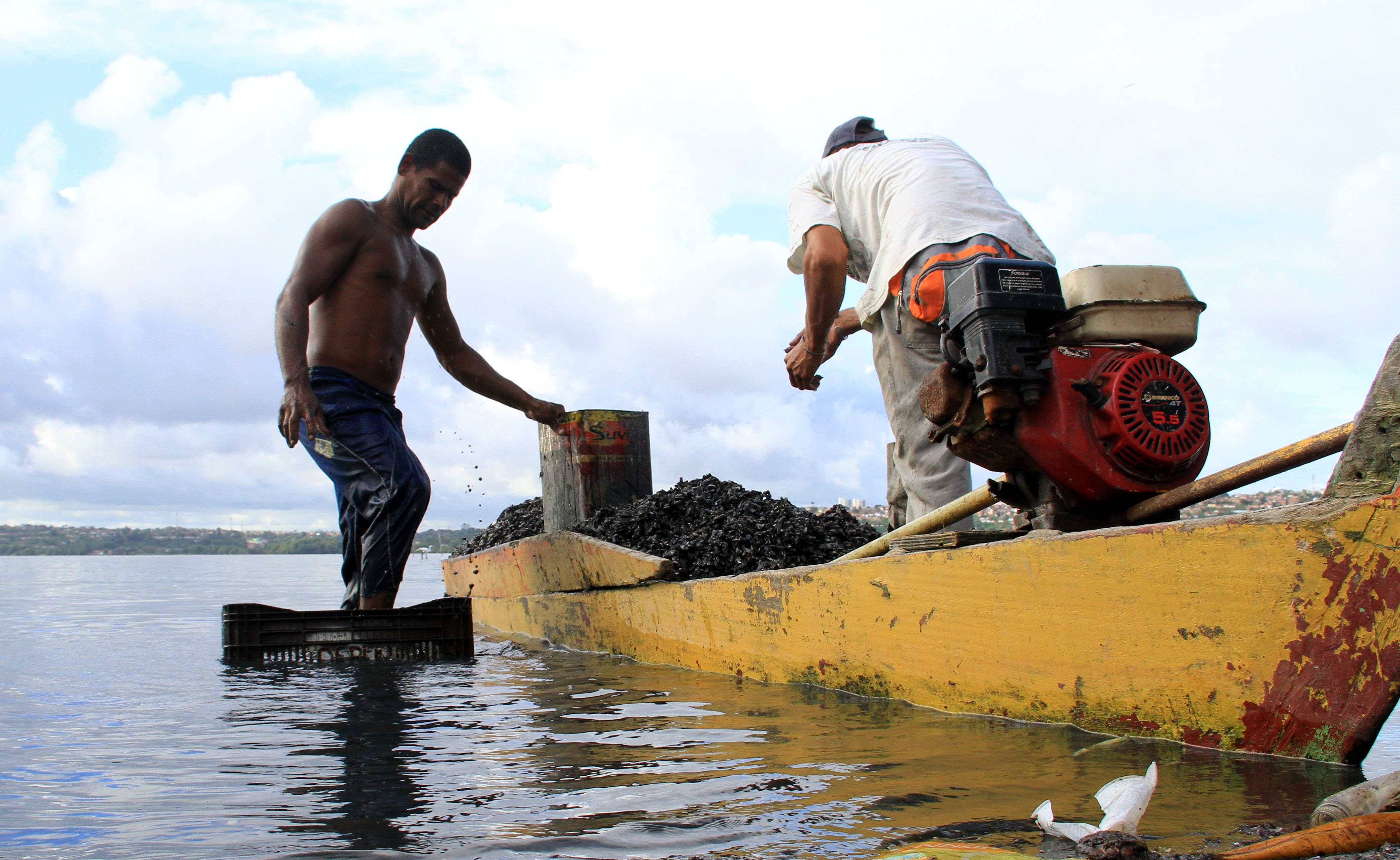 Falta do molusco gerou séria crise socioeconômica para quem vive do produto - Foto: Ailton Cruz