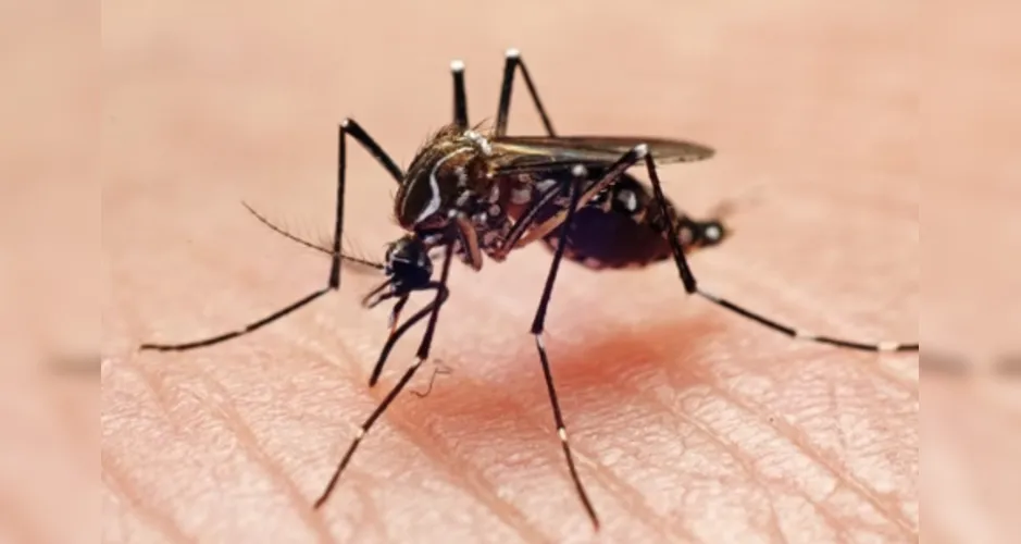 Mulher de Porto de Pedras é mais uma vítima da dengue em Alagoas