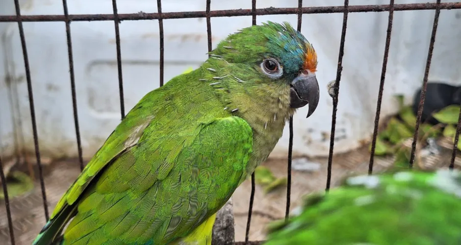 Operação Curupira apreende 461 aves e aplica R$ 110 mil em multas em Alagoas