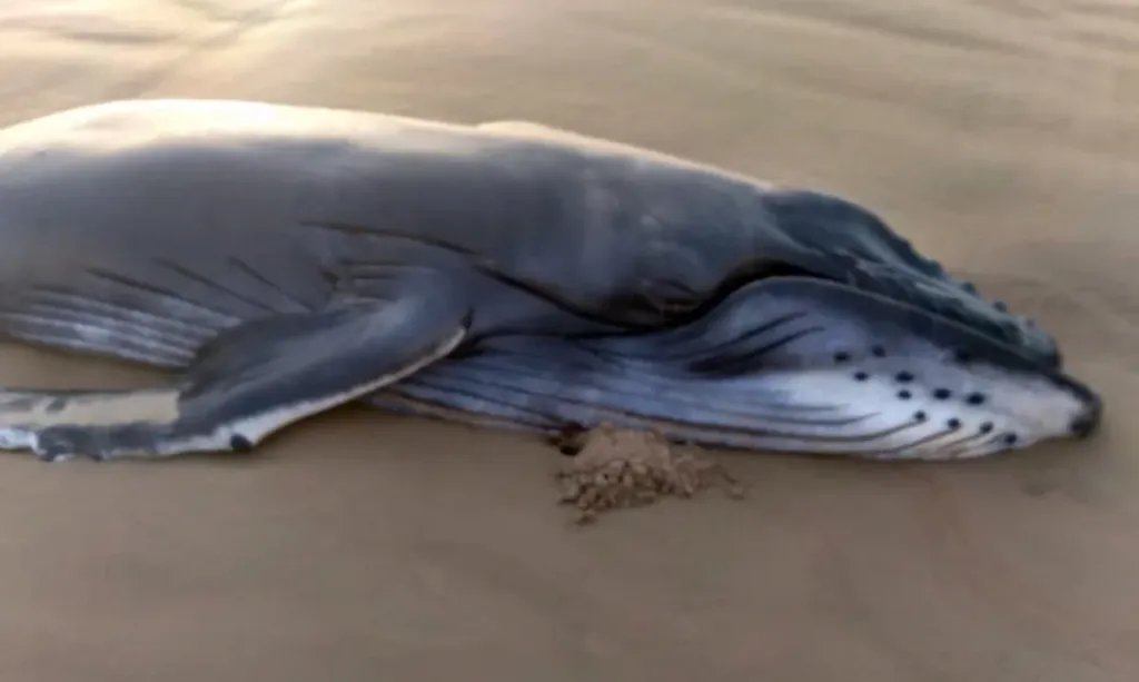 Baleia jubarte encalha e morre em praia de Alagoas