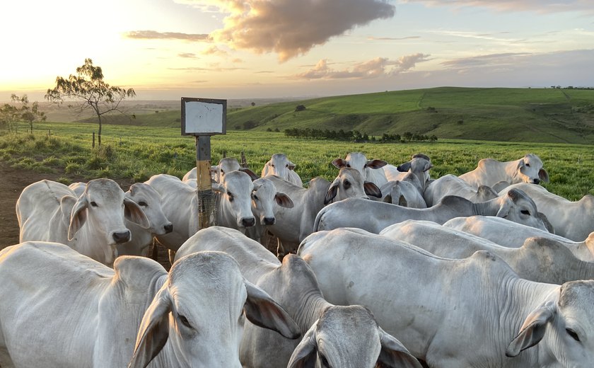 RB Agropecuária realiza 1° Leilão Brahman e Nelore em Alagoas - Foto: Reprodução