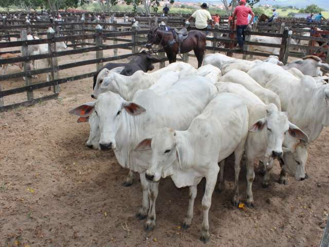 Governo antecipa vacinação contra a febre aftosa para este mês