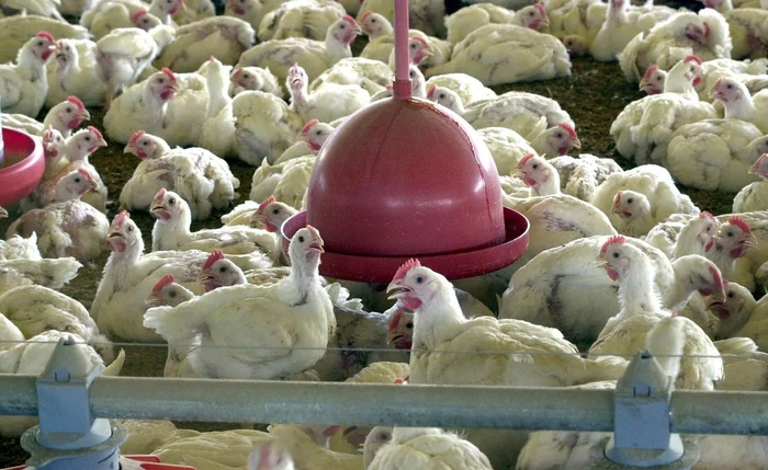 Exportação da carne de frango brasileira é suspensa para 20 países Exportação da carne de frango brasileira é suspensa para 20 países