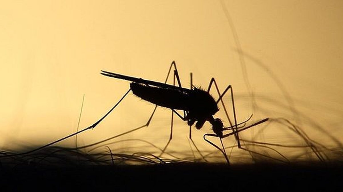 Ministério da Saúde intensifica campanha contra dengue, zika e chikungunya em Alagoas