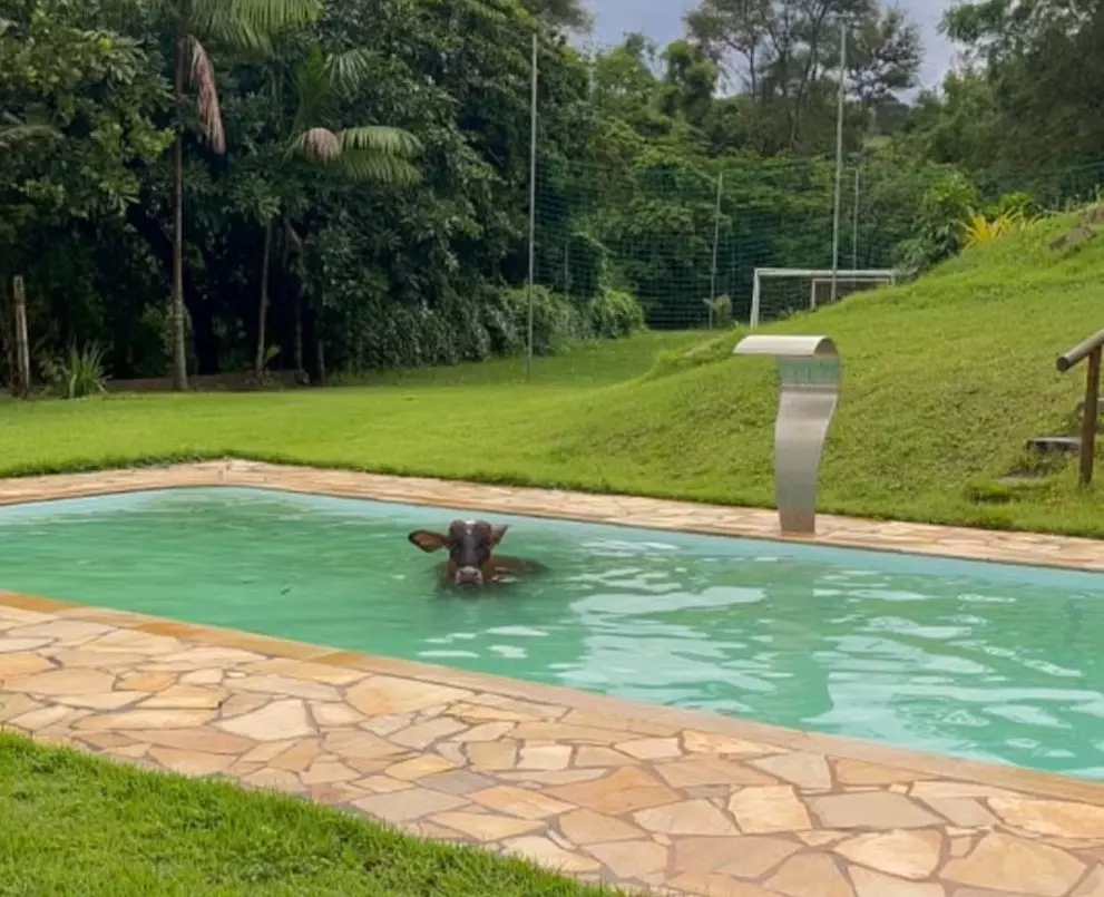 Vaca entra em piscina para se refrescar após registro de altas temperaturas