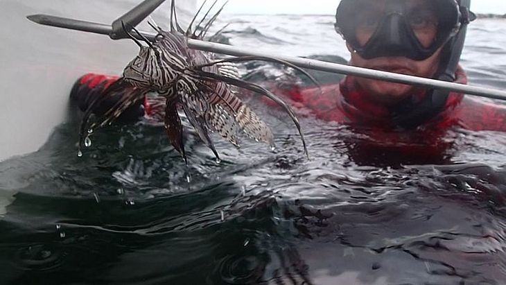 Conheça o peixe venenoso que invadiu o mar brasileiro e pode se espalhar por todo litoral em 2 anos