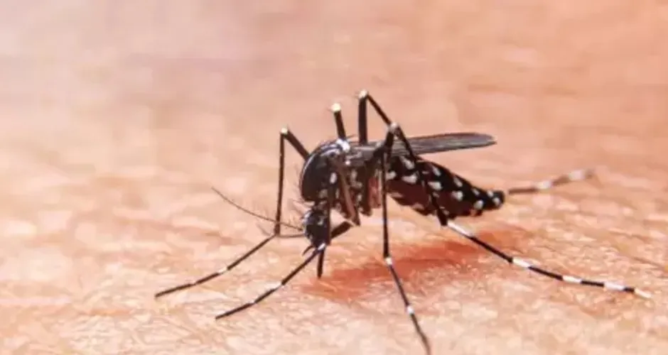 Alerta: Alagoas registra mais uma morte por dengue