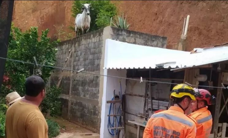 Boi é resgatado pelos Bombeiros após escorregar sobre a laje de uma casa