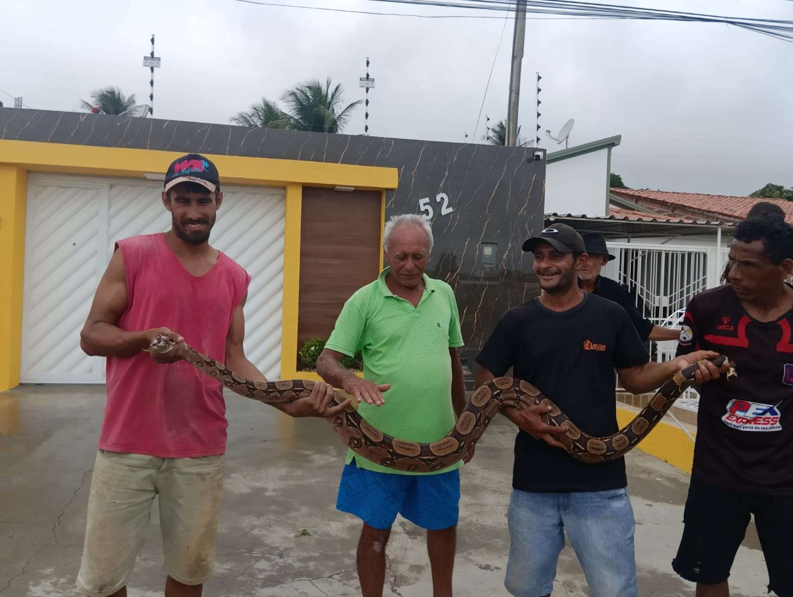 Moradores de Palmeira de Fora capturam jibóia às margens da AL-115