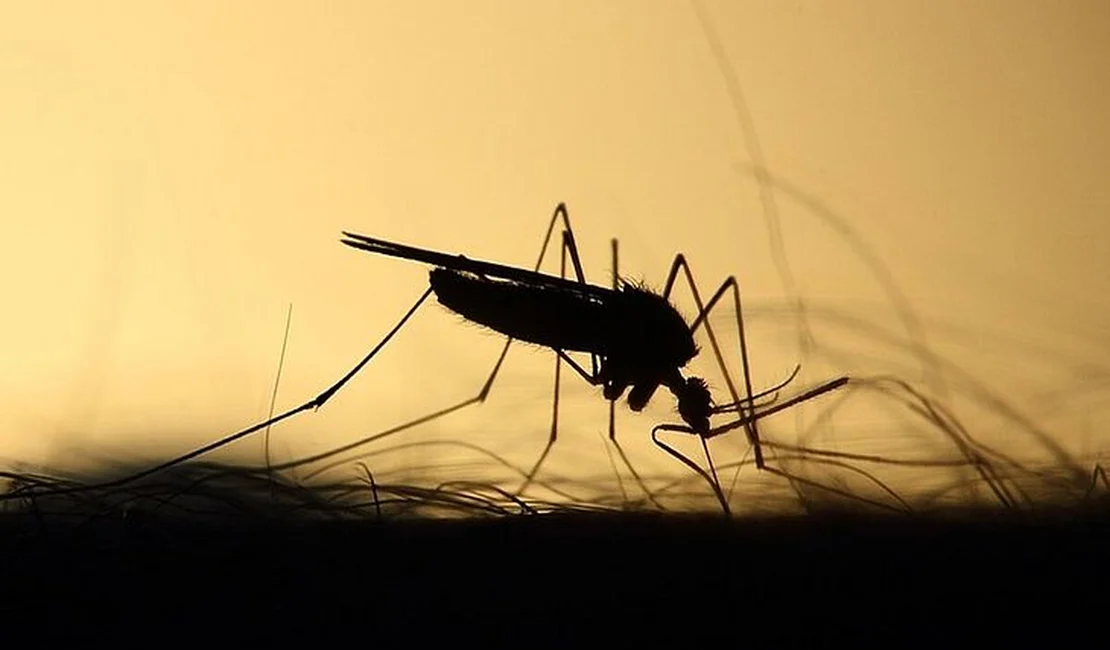 Número de óbitos por suspeita de dengue cresce consideravelmente em Alagoas