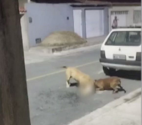 Pitbulls soltos em rua amedrontam moradores, atacam e matam gato