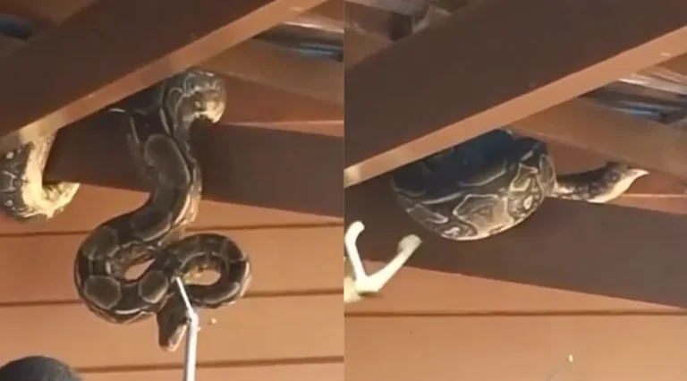 Jiboia é resgatada em telhado de residência e assusta moradores em Maceió