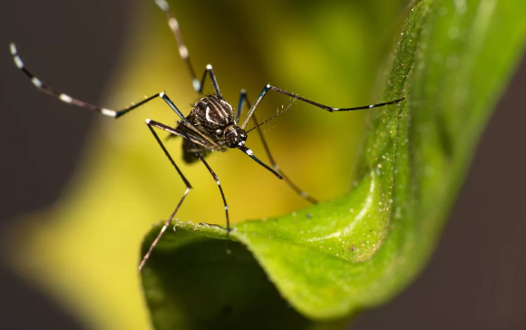 Por que o Brasil ultrapassou 1 milhão de casos de dengue em 2 meses