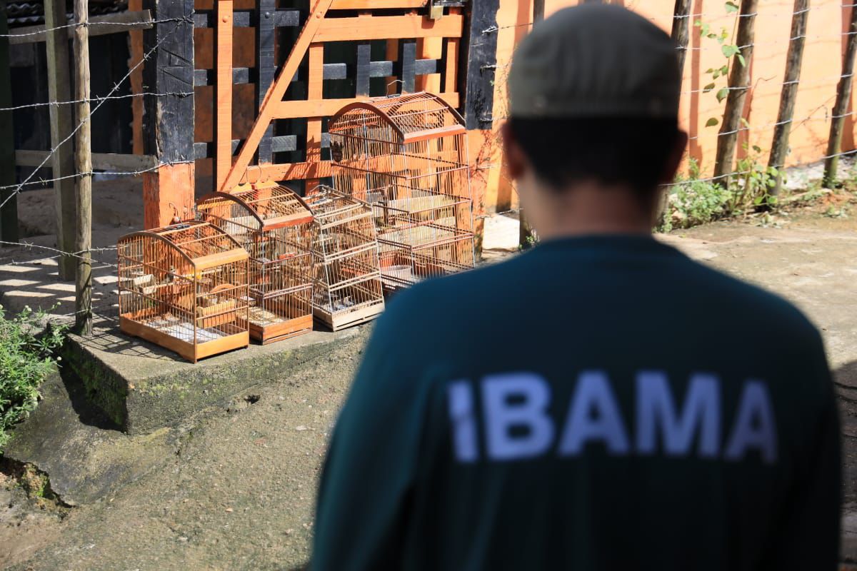 FPI resgata 26 animais silvestres em feira livre na zona rural de Palmeira