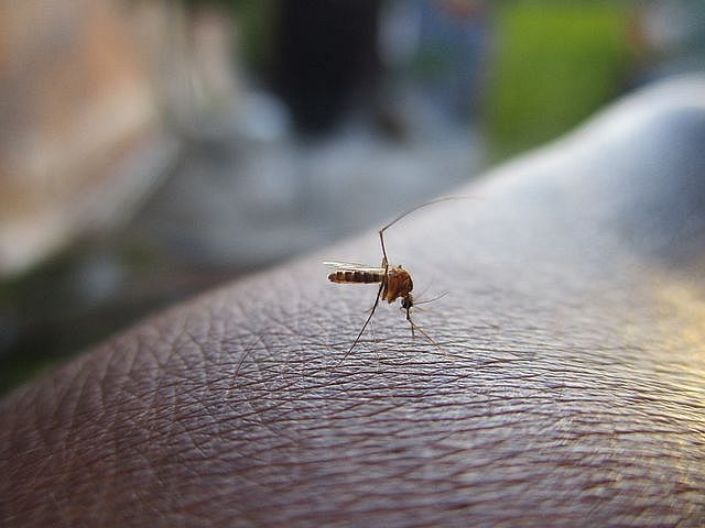 Sesau registra 18 mortes por dengue em Alagoas; casos confirmados ultrapassam 14 mil