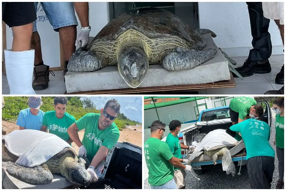 Tartaruga pesando mais de 130 kg é resgatada em São Miguel dos Milagres