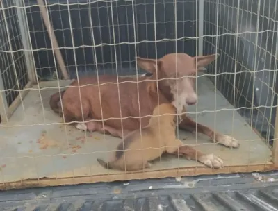 Cadela que atacava pessoas é capturada e levada para ong, em Palmeira dos Índios