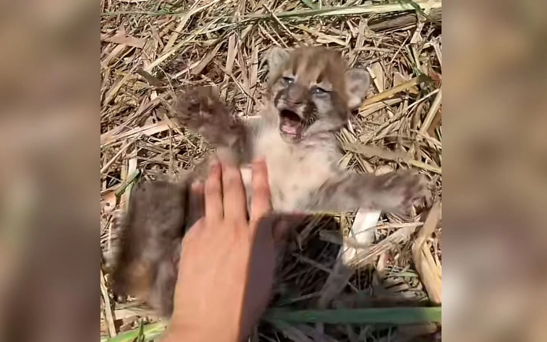 Onça-parda bebê é encontrada em canavial: “Que linda!”