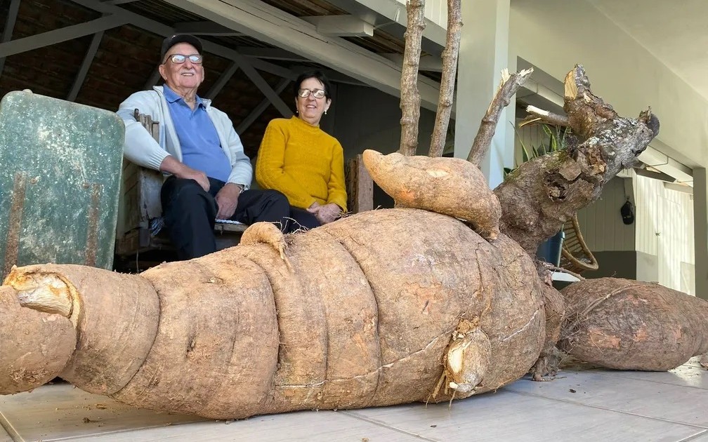 Pé de mandioca gigante de 112 kg levou 4 horas para ser colhido