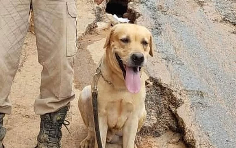 Morre Thayron, cão que atuou no resgate a vítimas do ciclone no RS