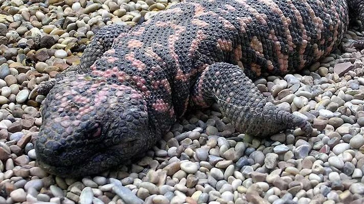 Fim do Ozempic? Animal que inspirou o medicamento pode desaparecer