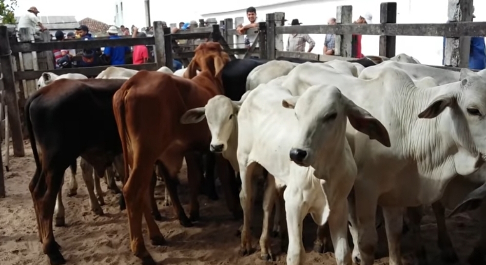 Feira do Gado de Canafístula terá atividades suspensas no dia 1⁰ de janeiro de 2024 por causa do feriado