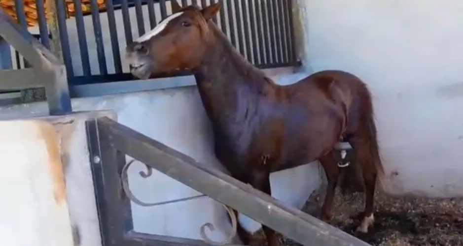 Ração que matou cavalos em Alagoas já fez 122 vítimas no Brasil