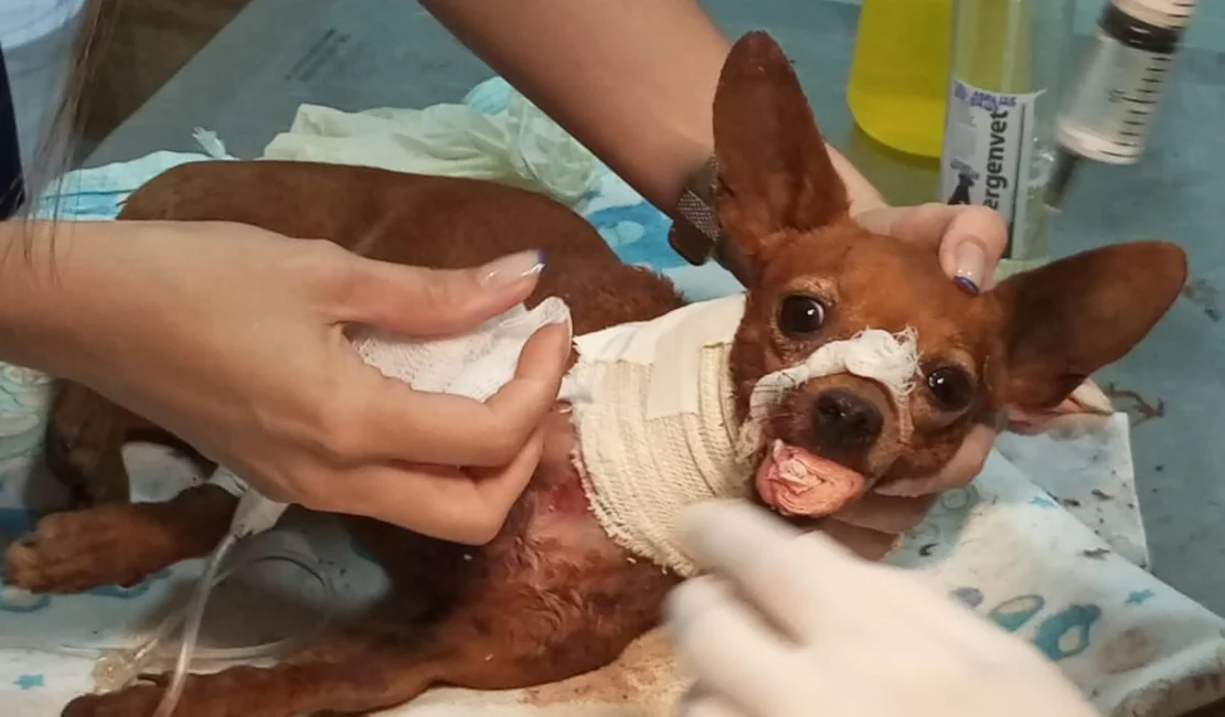 Cachorro luta pela vida após ser esfaqueado no pescoço e brutalmente espancado em Arapiraca