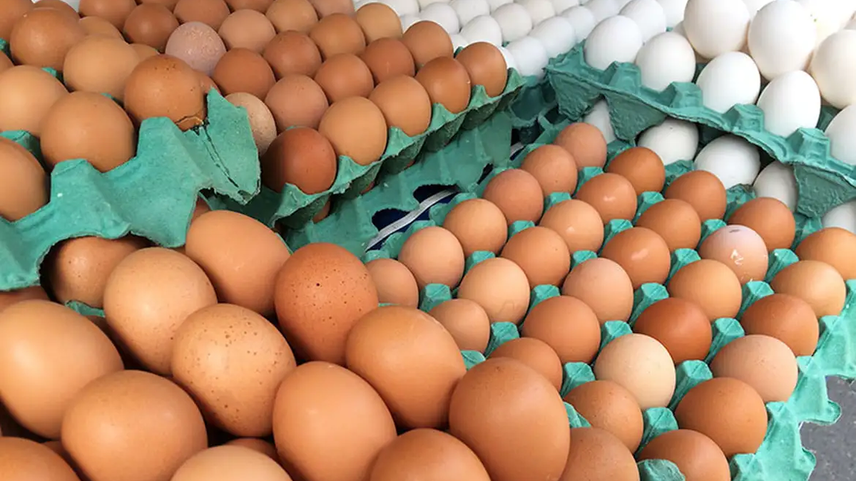 Gripe aviária: ministério rastreia e manda destruir ovos para incubação vindos de granja infectada Gripe aviária: ministério rastreia e manda destruir ovos para incubação vindos de granja infectada