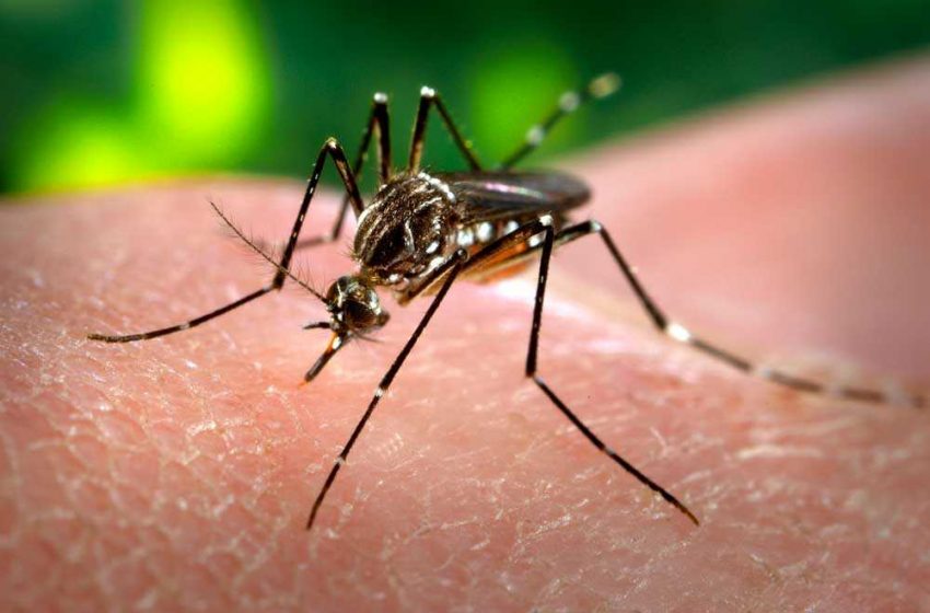 Alagoas: estado registrou 954 casos prováveis de dengue em 2023 até abril