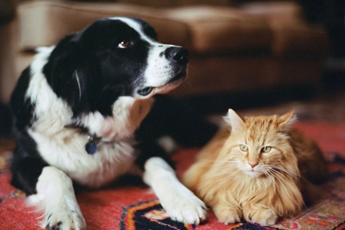 'RG Animal': governo lança cadastro nacional para cães e gatos nesta quinta-feira (17)