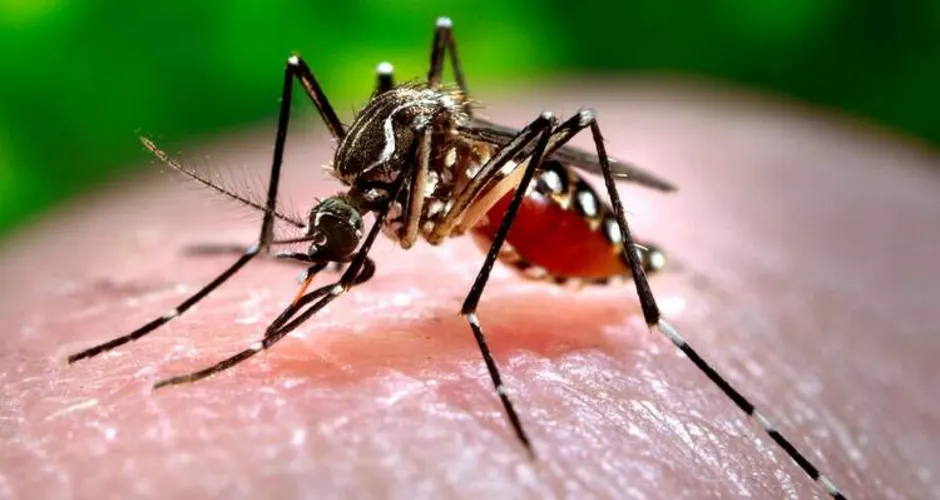 Incidência de casos de dengue, Zika e chicungunya aumentam em Maceió. Foto ilustrativa