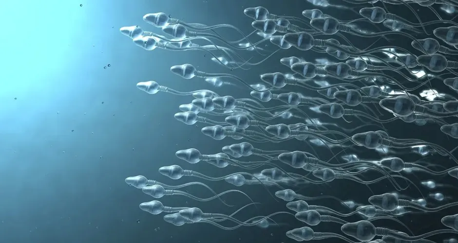 Atenção! Vírus presentes no sêmen podem transmitir doenças