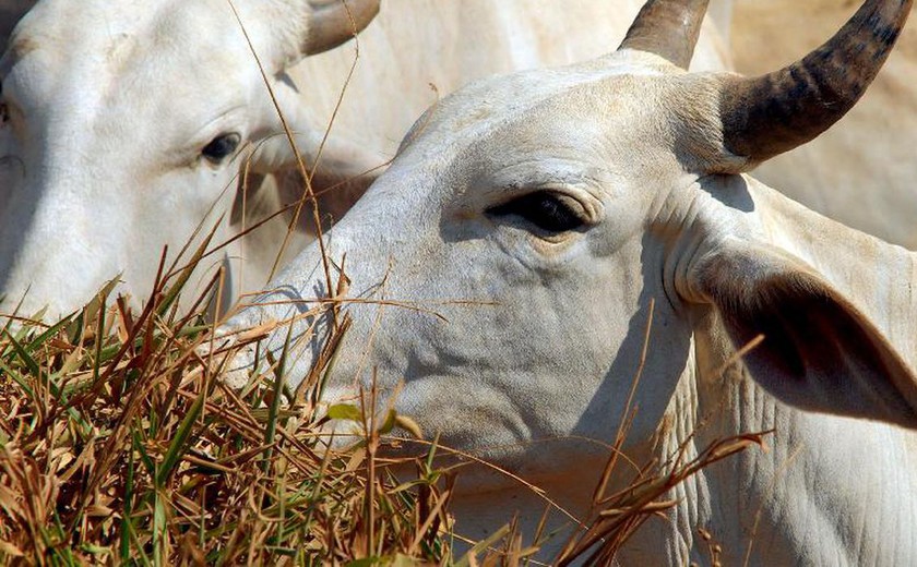 Ministério da Agricultura investiga suspeita de vaca louca