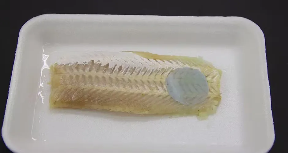 Embalagem 'mágica' muda de cor para avisar se peixe está estragado