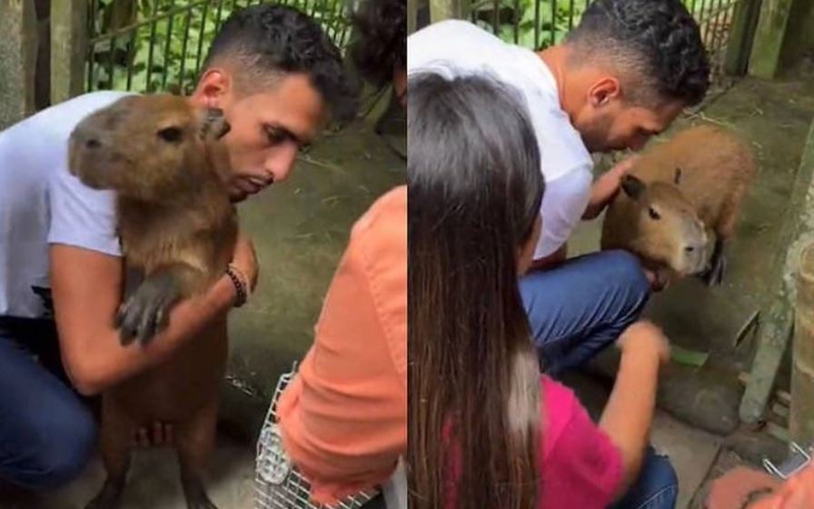 Justiça concede guarda provisória de capivara Filó a influencer