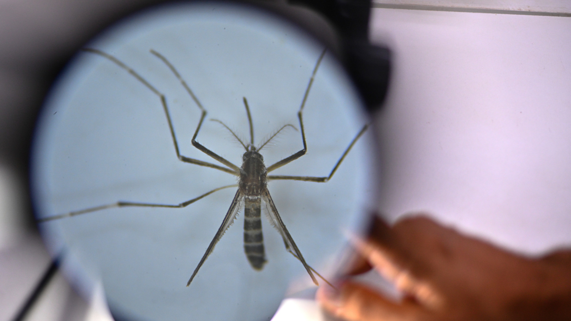 Brasil ultrapassa 6,5 milhões de casos prováveis de dengue este ano