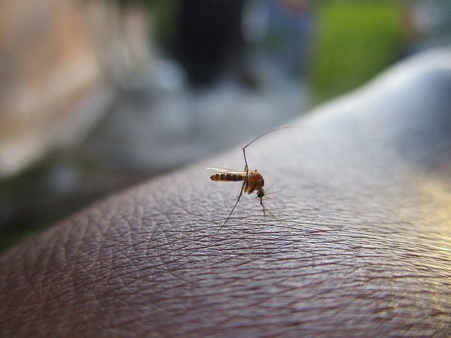 Maceió registra 622 casos de dengue em 2025