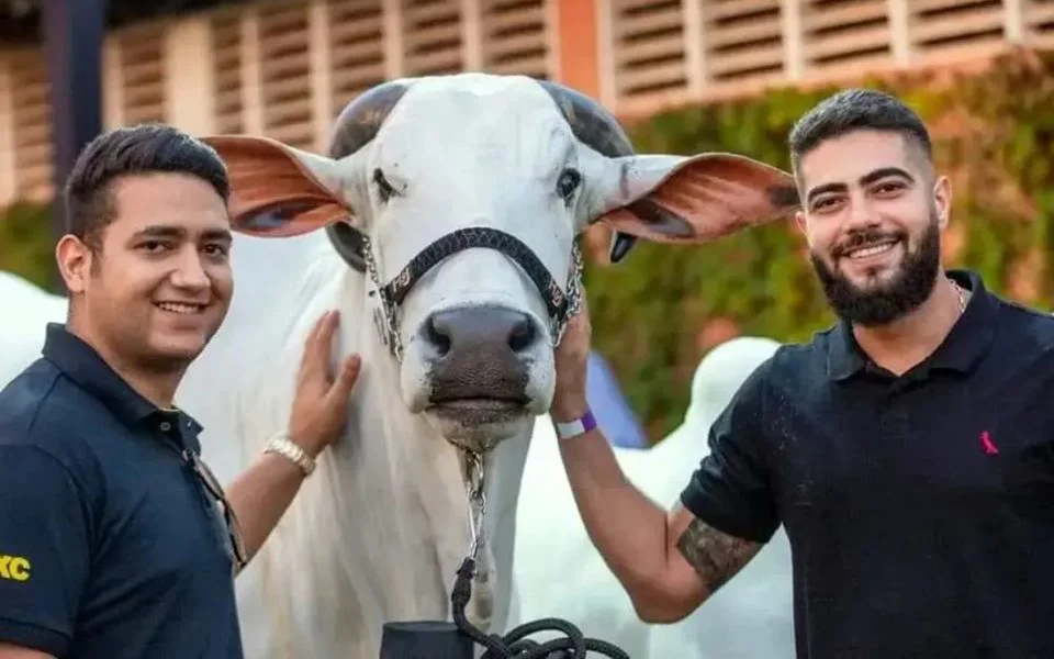 Leilão em fazenda de Henrique e Juliano bate recorde e fatura R$ 56 mi