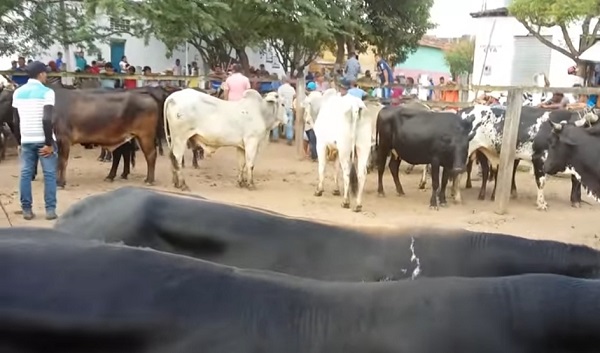 Feira do Gado de Canafístula voltará a ser realizada na segunda (9)