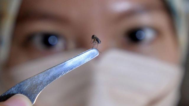 Em uma semana, Alagoas registra um caso de dengue a cada 15 minutos