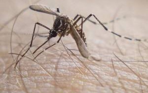 AL registrou 84 casos confirmados de dengue entre janeiro e fevereiro