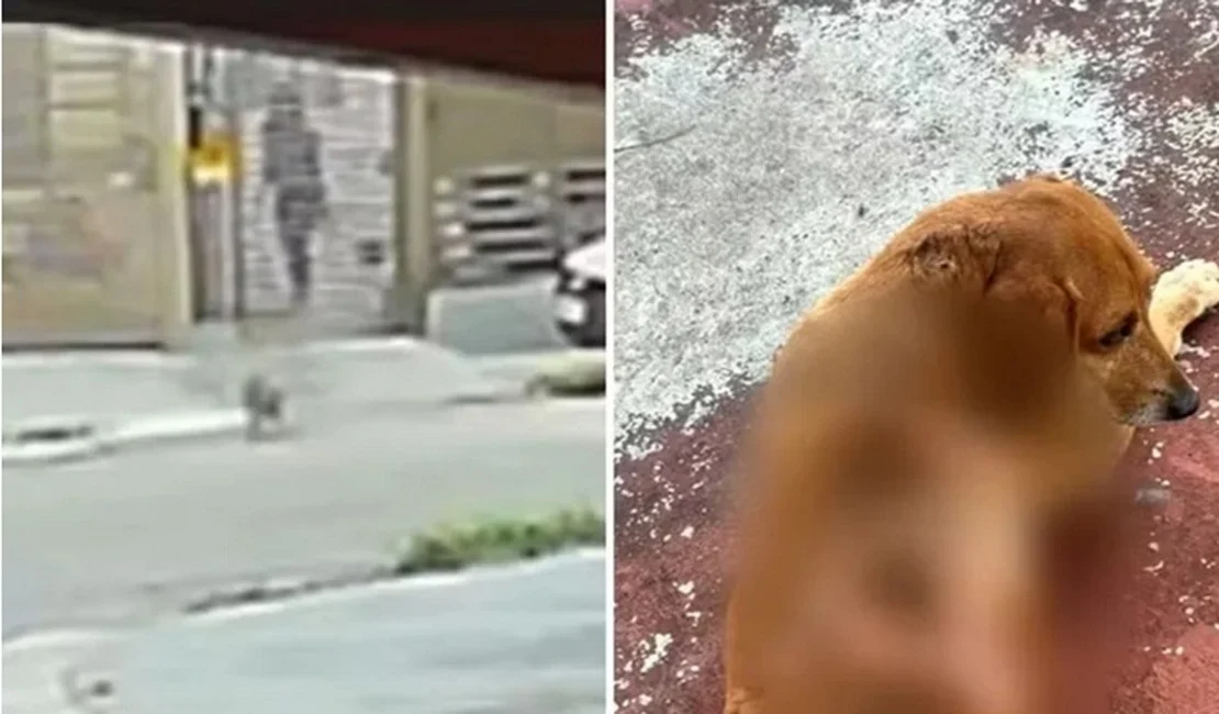 Cachorro comunitário sofre queimaduras após ser atingido com óleo quente