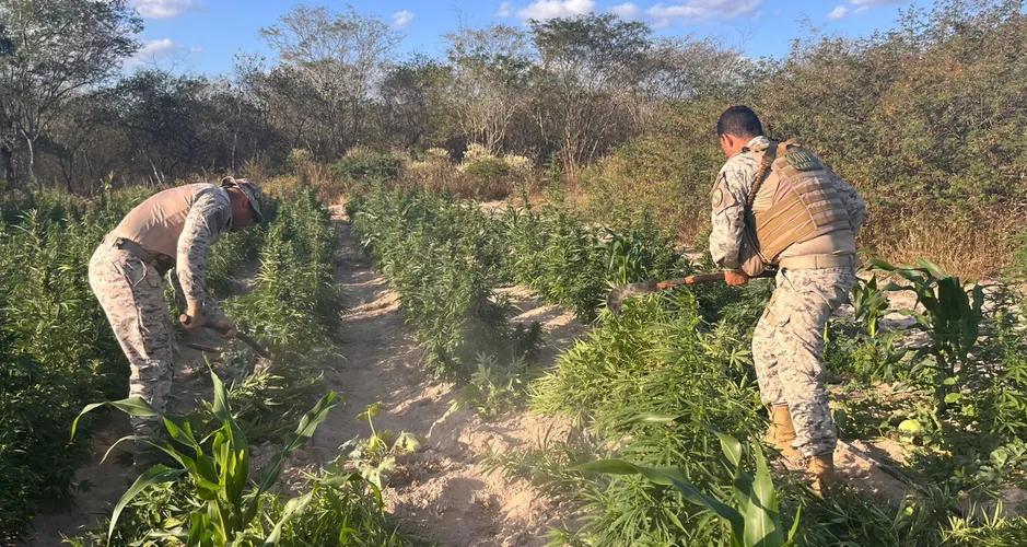 Energia solar, irrigação e estudo genético: como era plantação de maconha descoberta pela SSP no sertão de AL