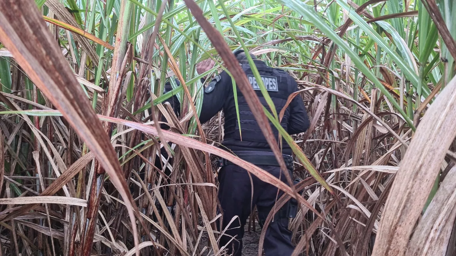 Corpo carbonizado é encontrado em meio a canavial