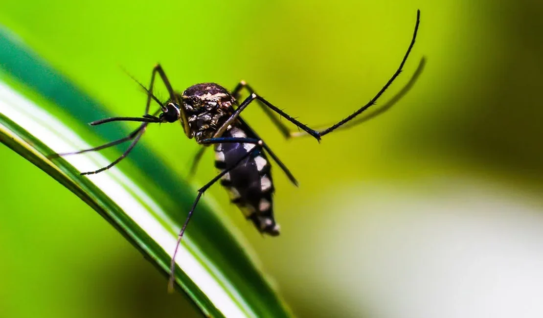 Alagoas apresenta a quinta menor incidência de dengue do país, segundo Ministério da Saúde