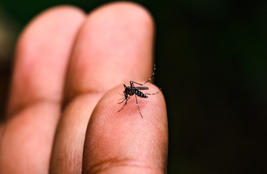 Sesau investiga sete mortes por suspeita de dengue em Maceió e mais cinco municípios