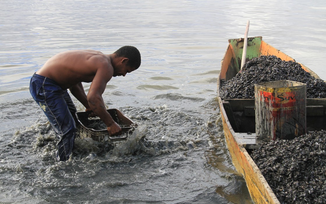 Sururu reaparece na Lagoa Mundaú após dez meses de escassez