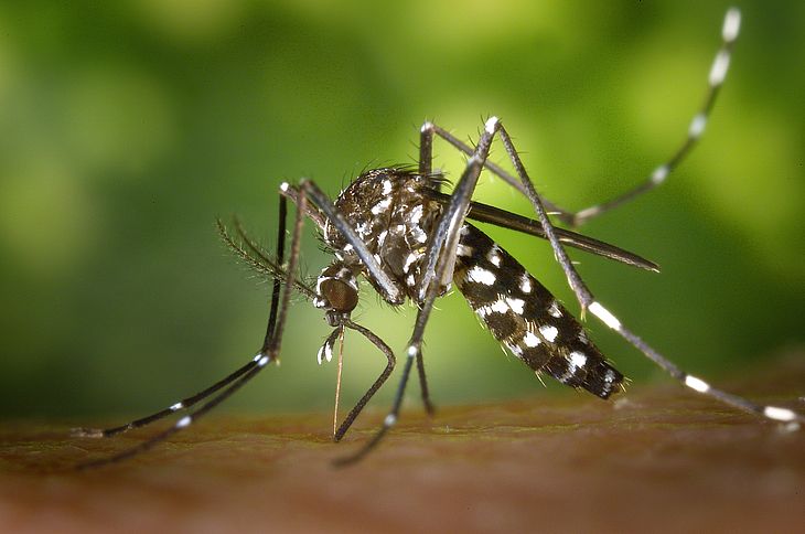 Brasil ultrapassa 650 mil casos de dengue